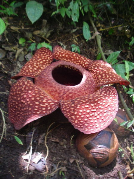 19 Keanakearagaman hayati Indonesia Rafflesia Arnoldii